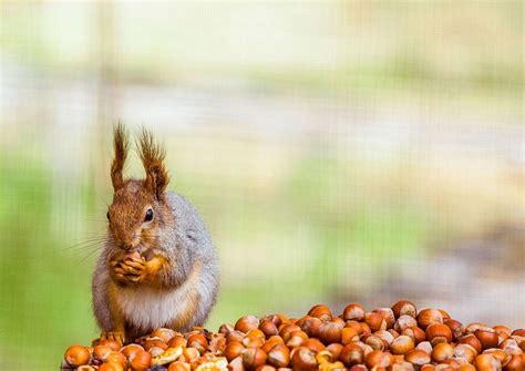 Can You Buy Protein Powder with FSA? And Why Do Squirrels Love Acorns?