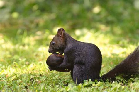 Does Treadmill Running Help with Outdoor Running? And Why Do Squirrels Always Look So Busy?