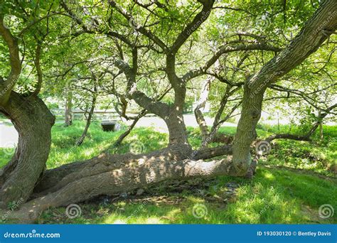 In what way can a health care worker demonstrate commitment? And how does a tree grow sideways in a storm?