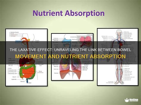 How Fast Do Vitamins Work: Unraveling the Mysteries of Nutrient Absorption