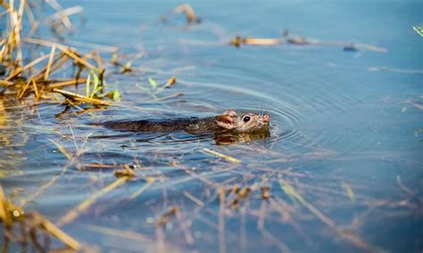 How Long Can a Mouse Swim: And Why Do They Hate Mondays?