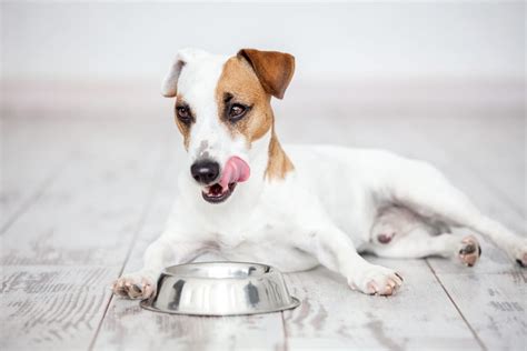 How Long for Dog to Digest Food Before Running: A Symphony of Paws and Patience