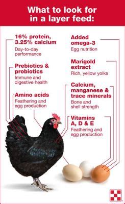 Is Can Chicken Healthy? Exploring the Paradox of Poultry in a Can