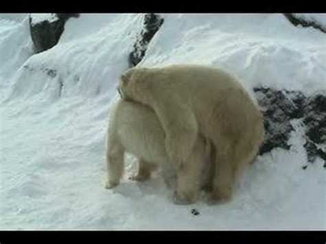 Can you send me video of polar bear mating? Let's discuss the ethical implications of wildlife documentation.