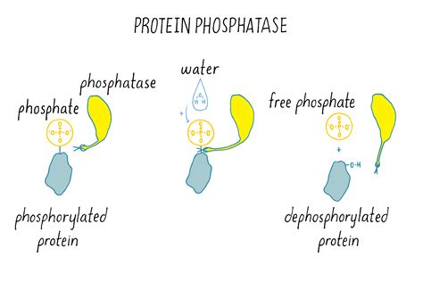 What is Protein Phosphatase: A Journey Through Cellular Mysteries and Culinary Delights