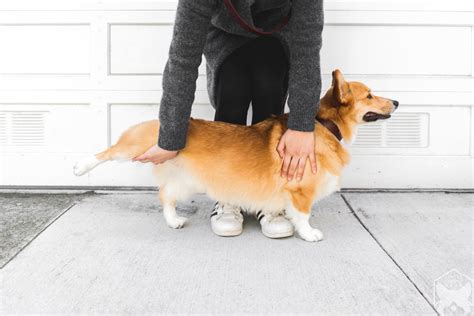 When Dogs Stretch in Front of You, the Universe Might Be Whispering Secrets