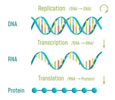 Why is Protein Synthesis So Important to the Body, and How Does It Dance with the Stars?